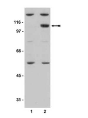 Western Blot: Protein Kinase D2 [p Ser876] Antibody [NBP2-29673] - Unstimlated (lane 1) and PDBu stimulated (lane 2) HEK293 cell lysates were probed with anti-phospho-PKD2 (Ser876) (2ug/ml).